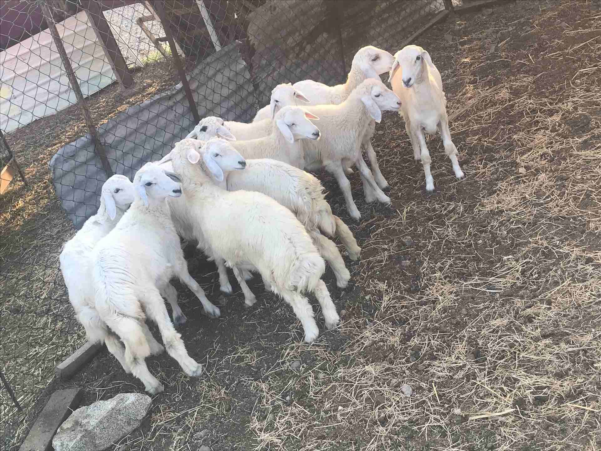 للبيع رخال ذبائح شي طيب
لا تنسَ أنك شاهدت هذا الإعلان في عنكبوت
السلام عليكم ورحمه الله وبركاته...