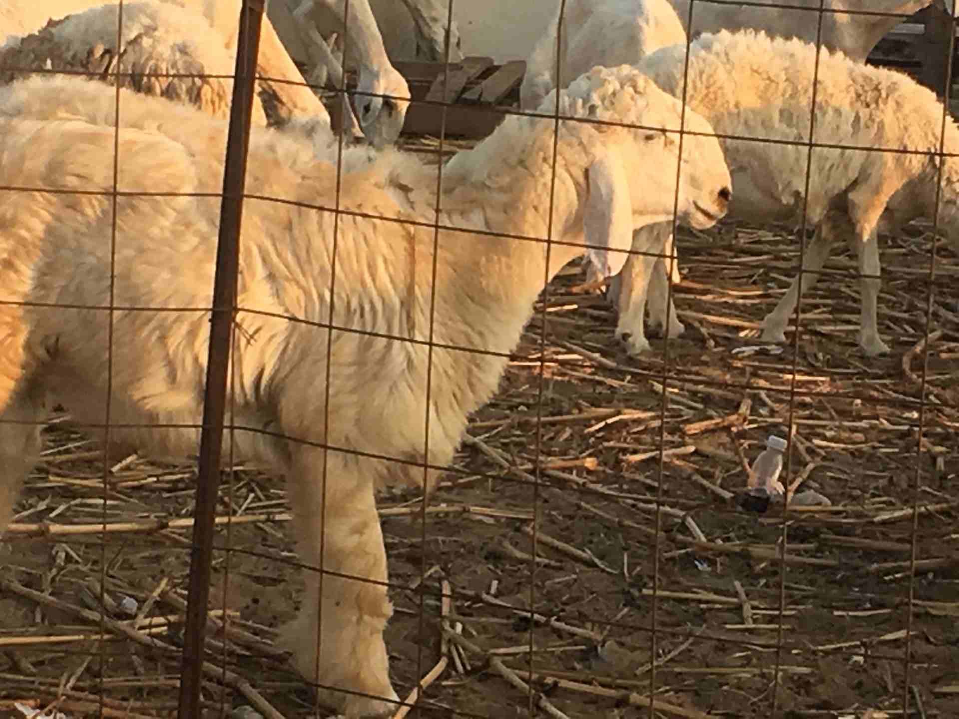 خروف للبيع فحل جدع
لا تنسَ أنك شاهدت هذا الإعلان في عنكبوت
خروف فحل السن جذع مزيون...