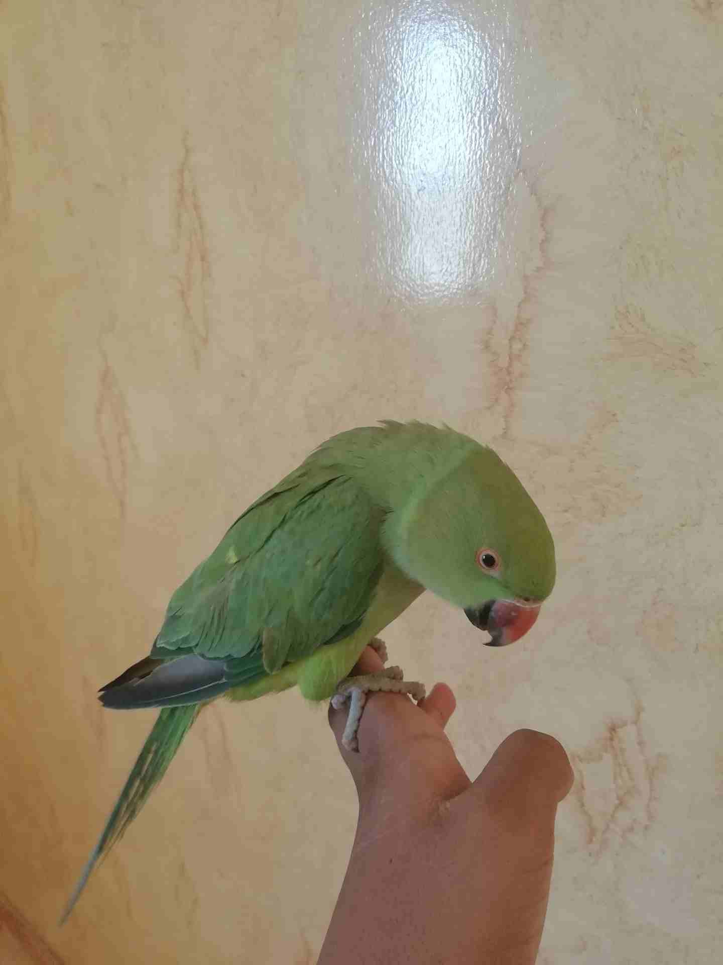 للبيع ببغاء دره
لا تنسَ أنك شاهدت هذا الإعلان في عنكبوت
للبيع ببغاء دره
الولافه نص ولافه فيه خوف...