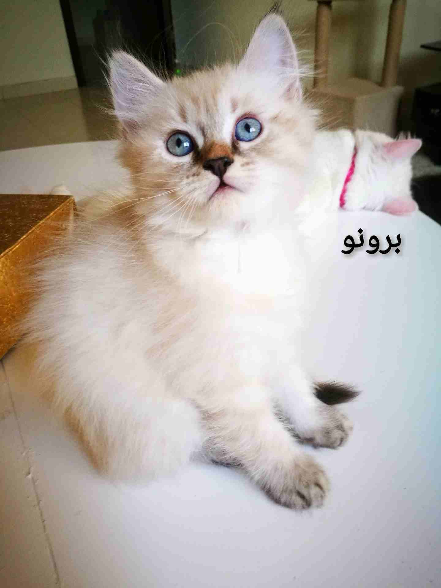 كيتنز هيمالايا شيرازي عمرهم شهرين
لا تنسَ أنك شاهدت هذا الإعلان في عنكبوت
سلام عليكم ورحمة الله
ك...