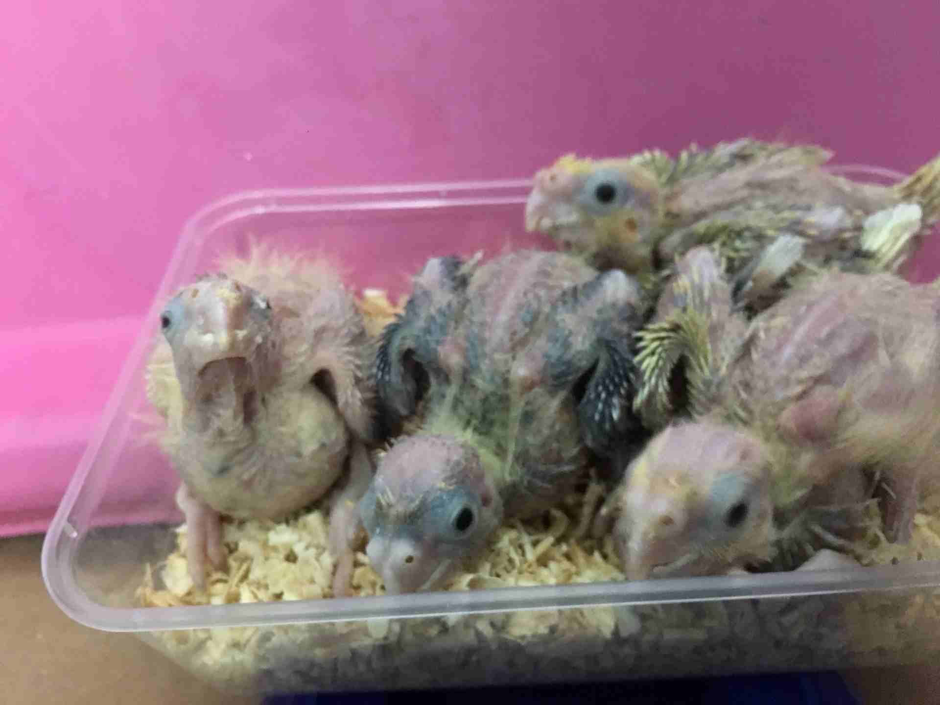 فروخ كروان cockatiel chicks
لا تنسَ أنك شاهدت هذا الإعلان في عنكبوت
العرض: للبيع
النوع: كروان
ال...