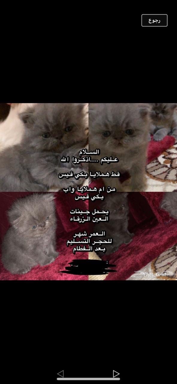 قطط هملايا
لا تنسَ أنك شاهدت هذا الإعلان في عنكبوت
قطط هملايا ذكور
العدد اثنين
البيع ب 1600...