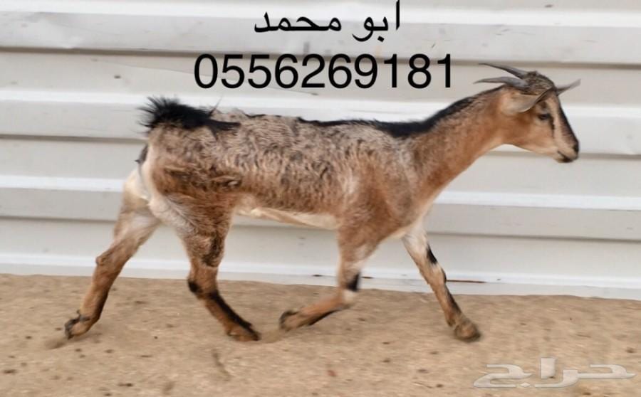 للبيع..... ماعز يمنيه
لا تنسَ أنك شاهدت هذا الإعلان في عنكبوت
ماعز يمني
العدد 15 تيس
5 سديس...