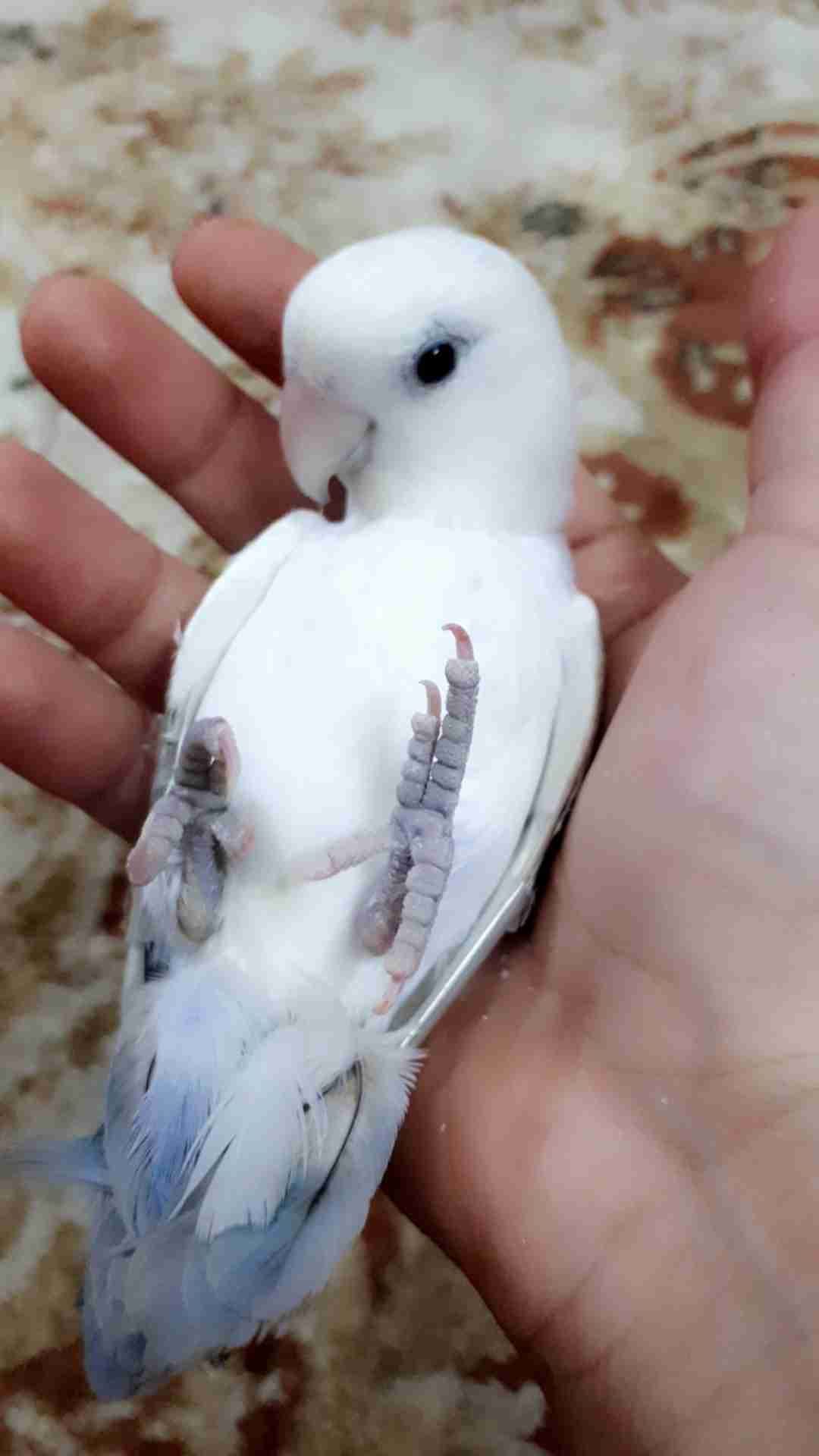 روز وليف جدا مناسب للاطفال
لا تنسَ أنك شاهدت هذا الإعلان في عنكبوت
أقدم لكم ببغاء روز وليف جد...