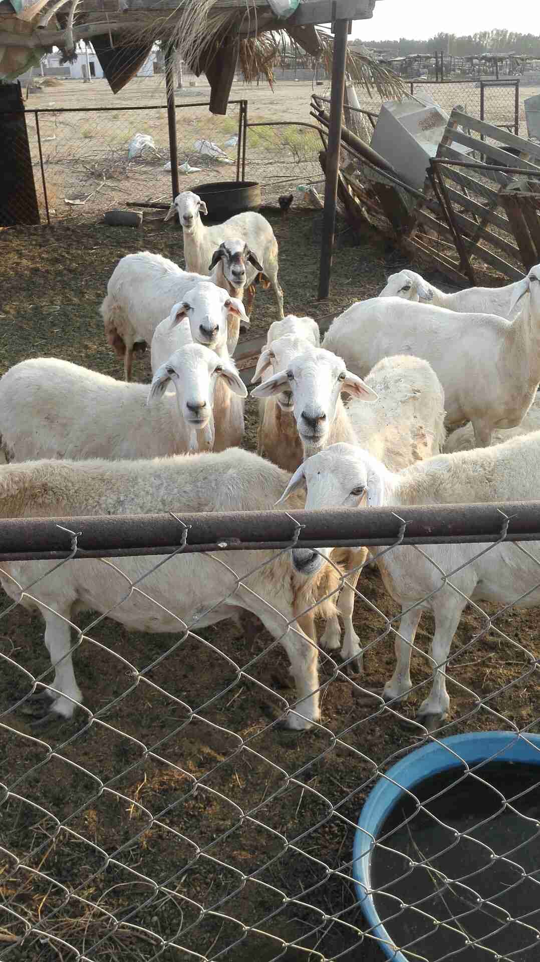 على السوم في القنفذة.. القوز
لا تنسَ أنك شاهدت هذا الإعلان في عنكبوت
يوجد ضان عدد 10 وتحتها 5...
