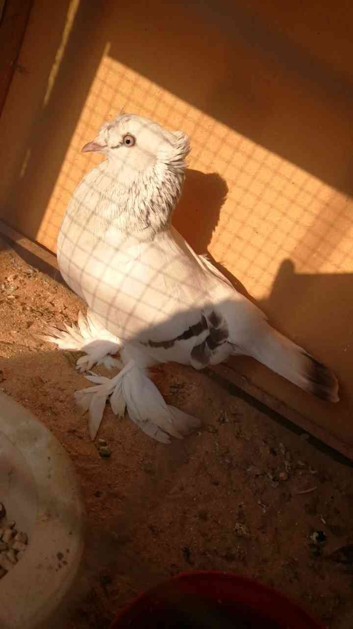 منطقة مكة المكرمة مدينة جدة
لا تنسَ أنك شاهدت هذا الإعلان في عنكبوت
حمام زينة مشكل...