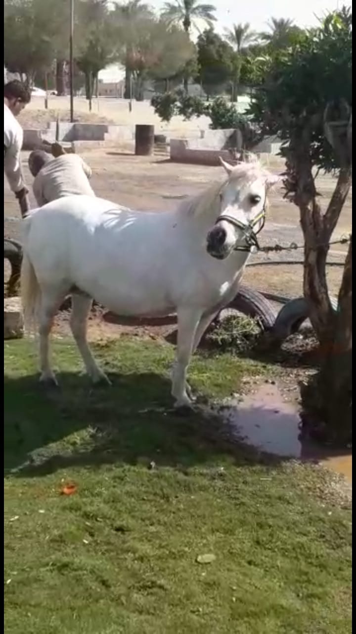 سيسى للايجار اليومي
لا تنسَ أنك شاهدت هذا الإعلان في عنكبوت
سيسى للايجار اليومي الموقع الرياض...
