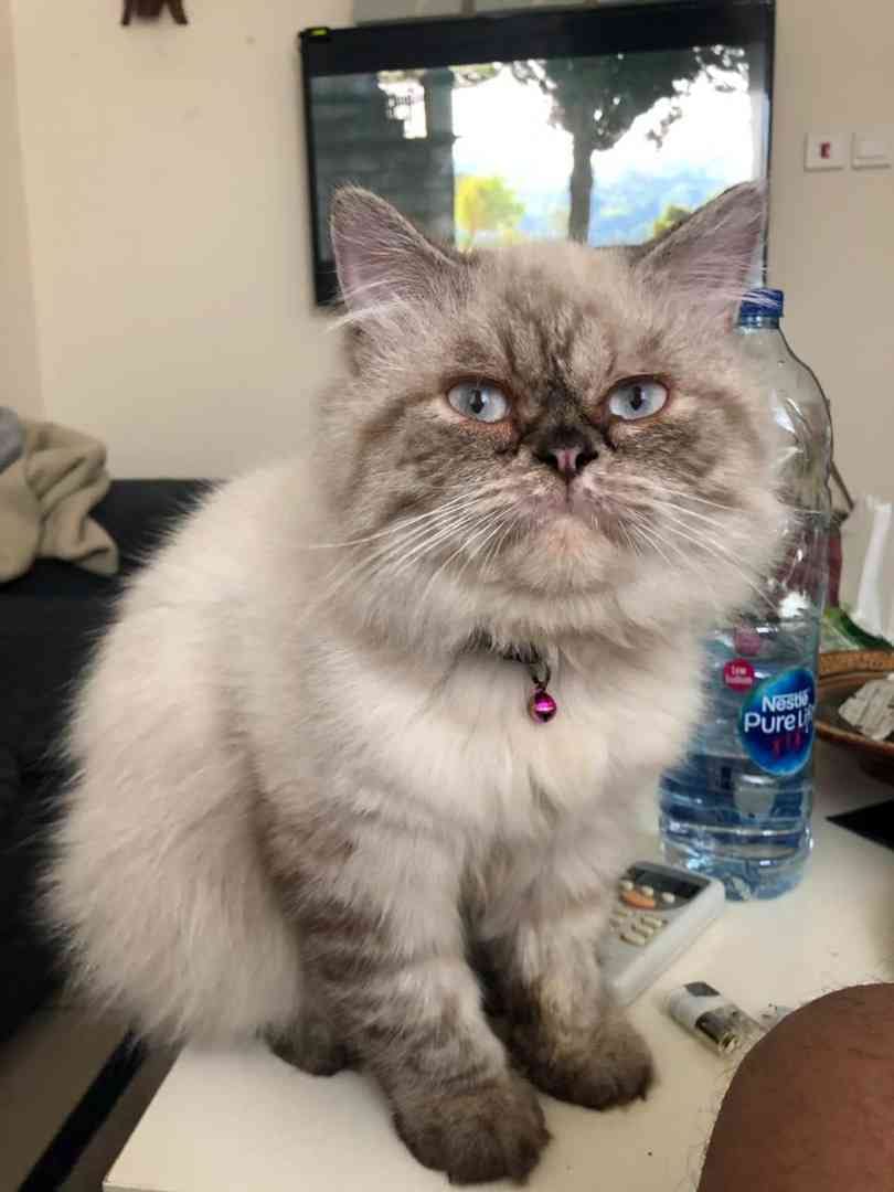 pigi face pure breed
لا تنسَ أنك شاهدت هذا الإعلان في عنكبوت
Pure breed punched face cat Pers...