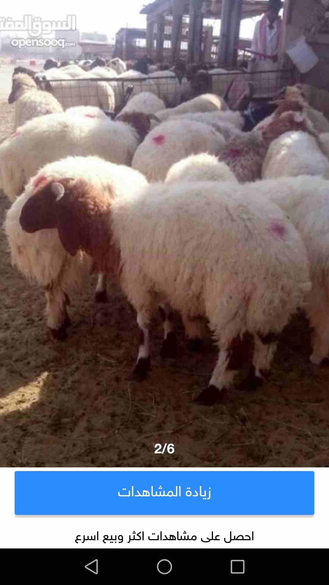 توصيل ذبايح نعيمي حلال طيب
لا تنسَ أنك شاهدت هذا الإعلان في عنكبوت
نوفر جميع الاغنام حسب طلب حيه...