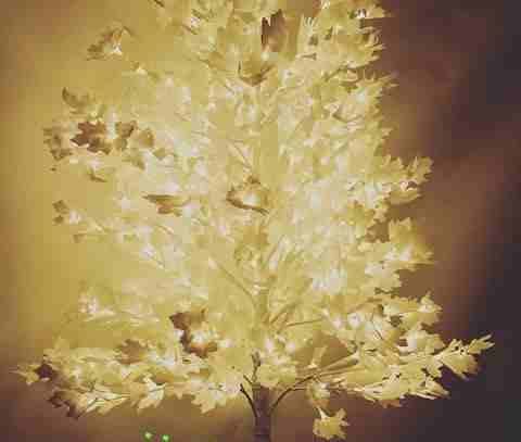 الشجرة الورق المضيئة
لا تنسَ أنك شاهدت هذا الإعلان في عنكبوت
شجرة الوريقات المضيئة
الارتفاع 190 س...