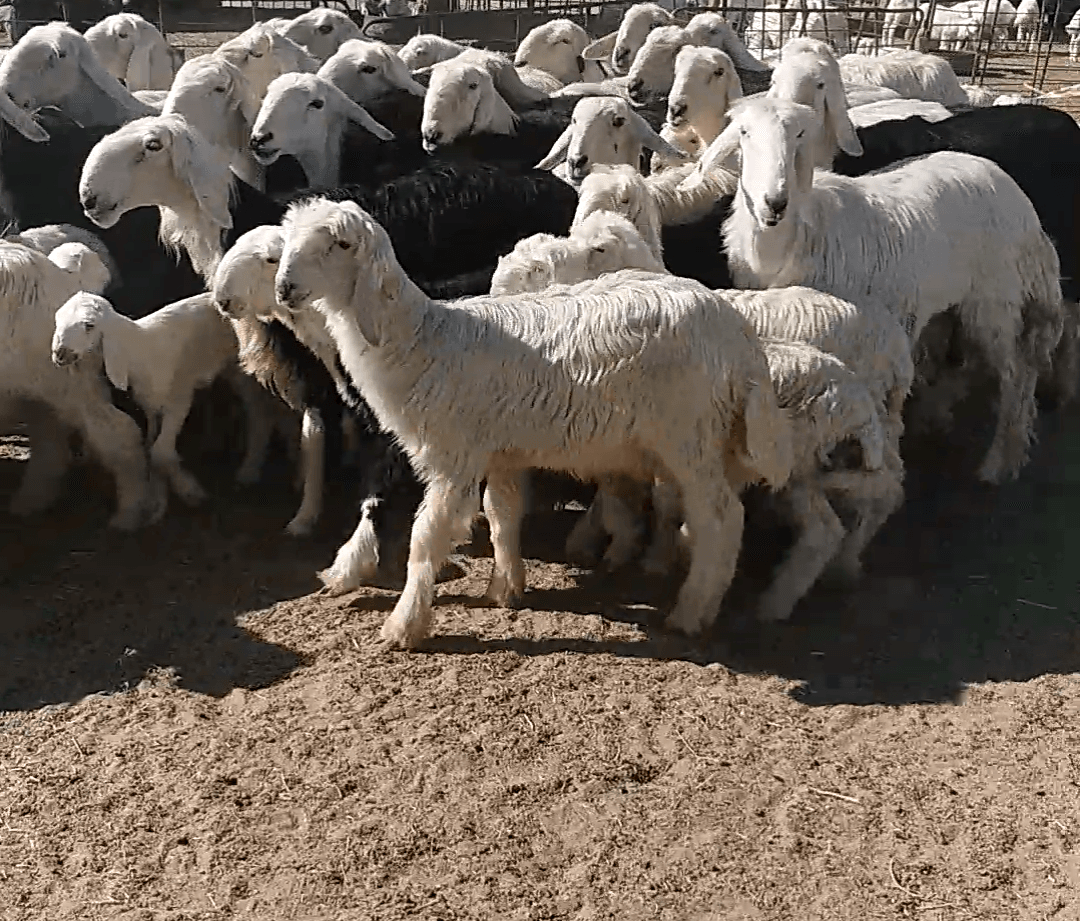 غنم نجد مواليد صنف
لا تنسَ أنك شاهدت هذا الإعلان في عنكبوت
غنم نجد مطافيل العدد 35راس تحتها 35
ا...
