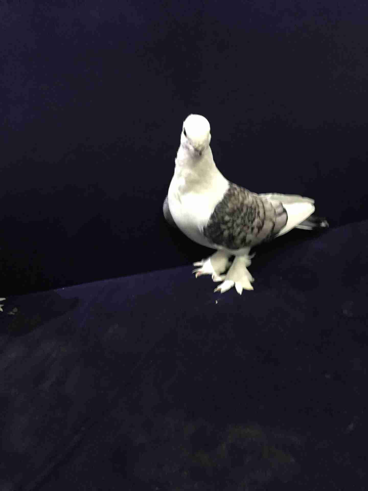 جوز حب الرمان مشاء الله
لا تنسَ أنك شاهدت هذا الإعلان في عنكبوت
جوز حب الرمان كرفته وغرره
ا...