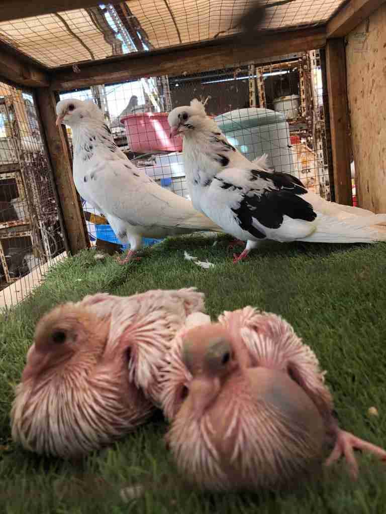 جوز قنادي منتج 10-4
لا تنسَ أنك شاهدت هذا الإعلان في عنكبوت
بسم الله الرحمن الرحيم
ما شاء الل...