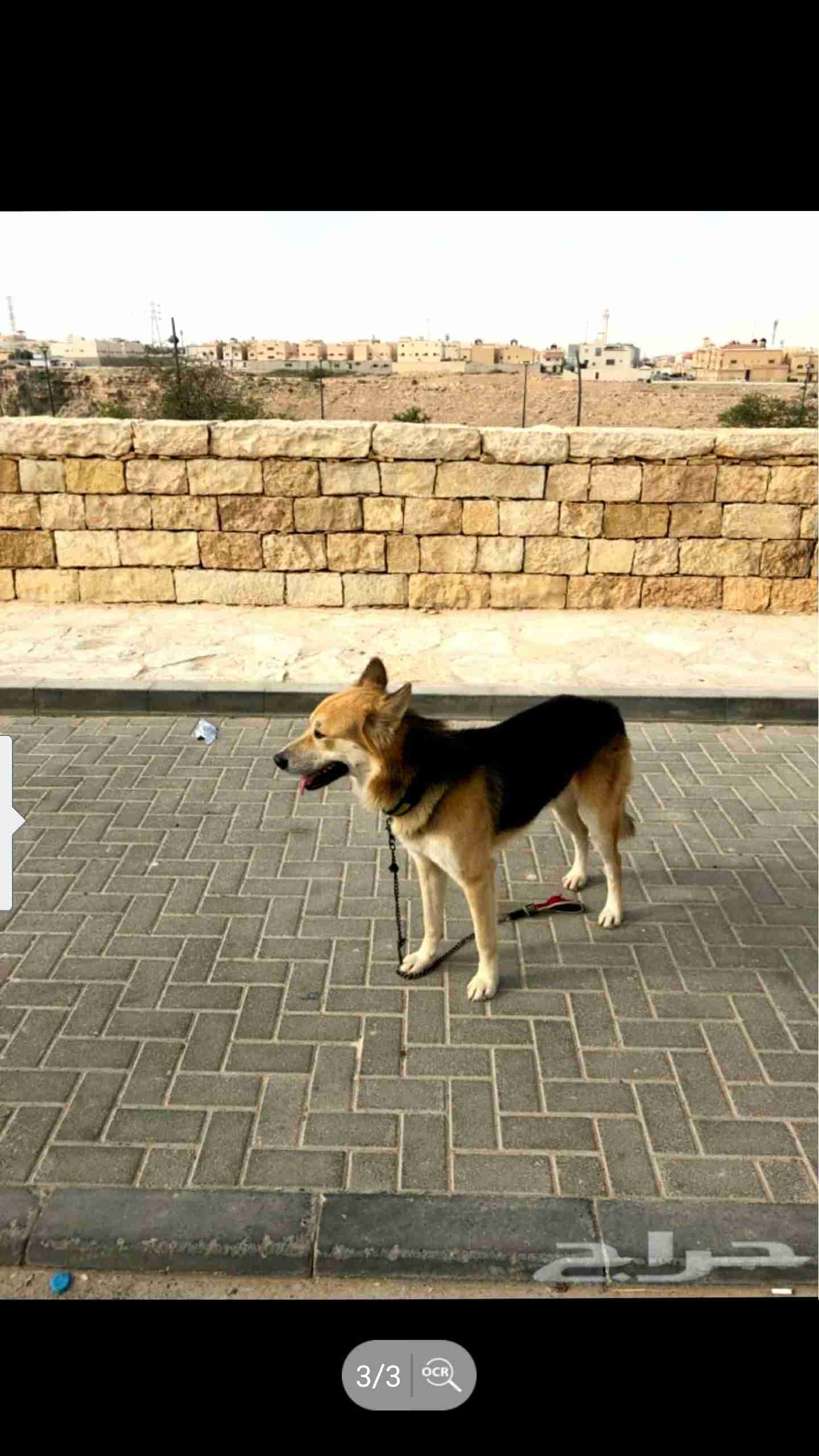 كلب جرمني للبيع
لا تنسَ أنك شاهدت هذا الإعلان في عنكبوت
يوجد لدي كلب جرمني حراسة ( كأنك حاط...