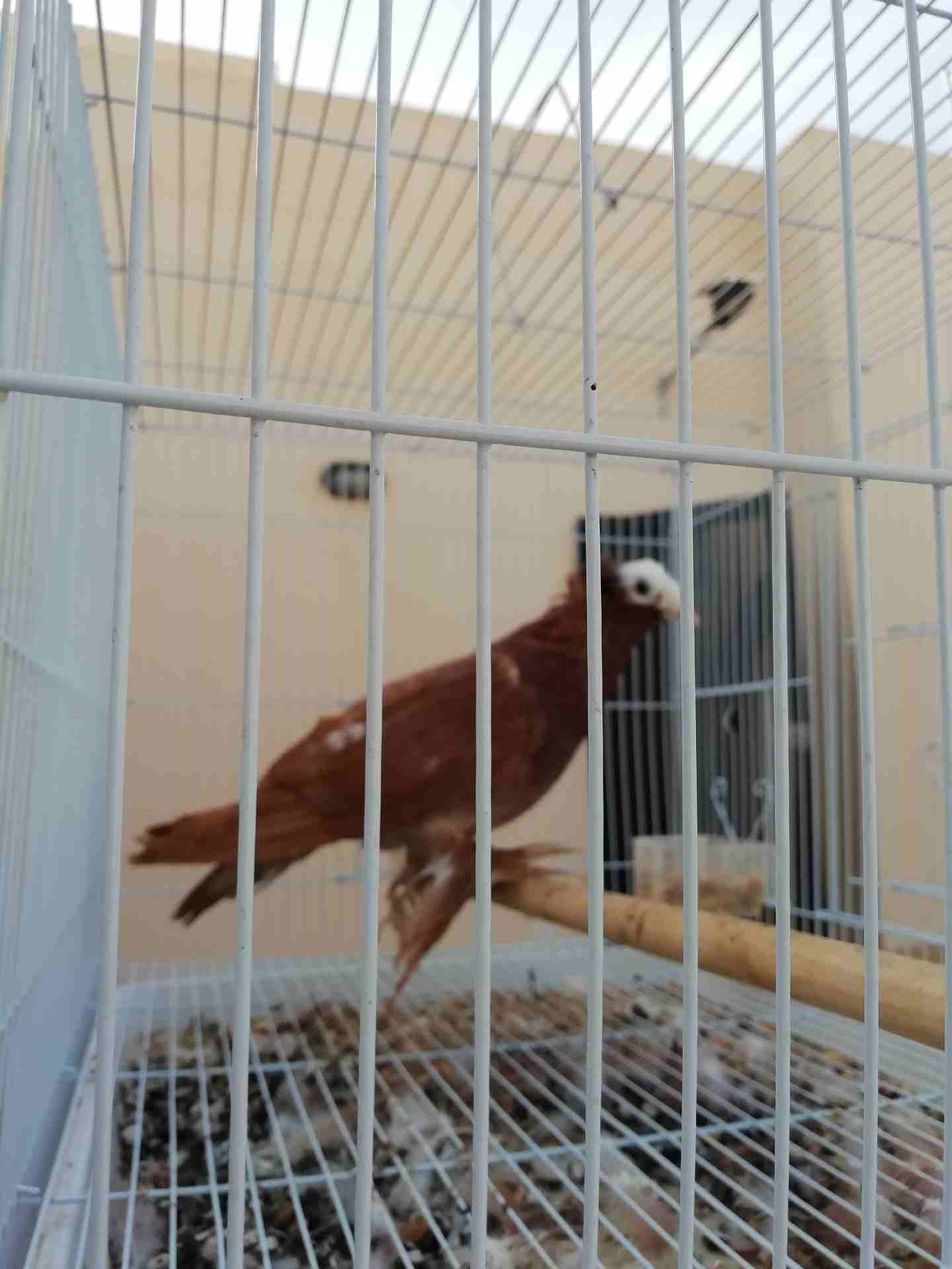 حمام ذكر للبيع مع القفص البيع سمح
لا تنسَ أنك شاهدت هذا الإعلان في عنكبوت
حمام للبيع ذكر مع الق...