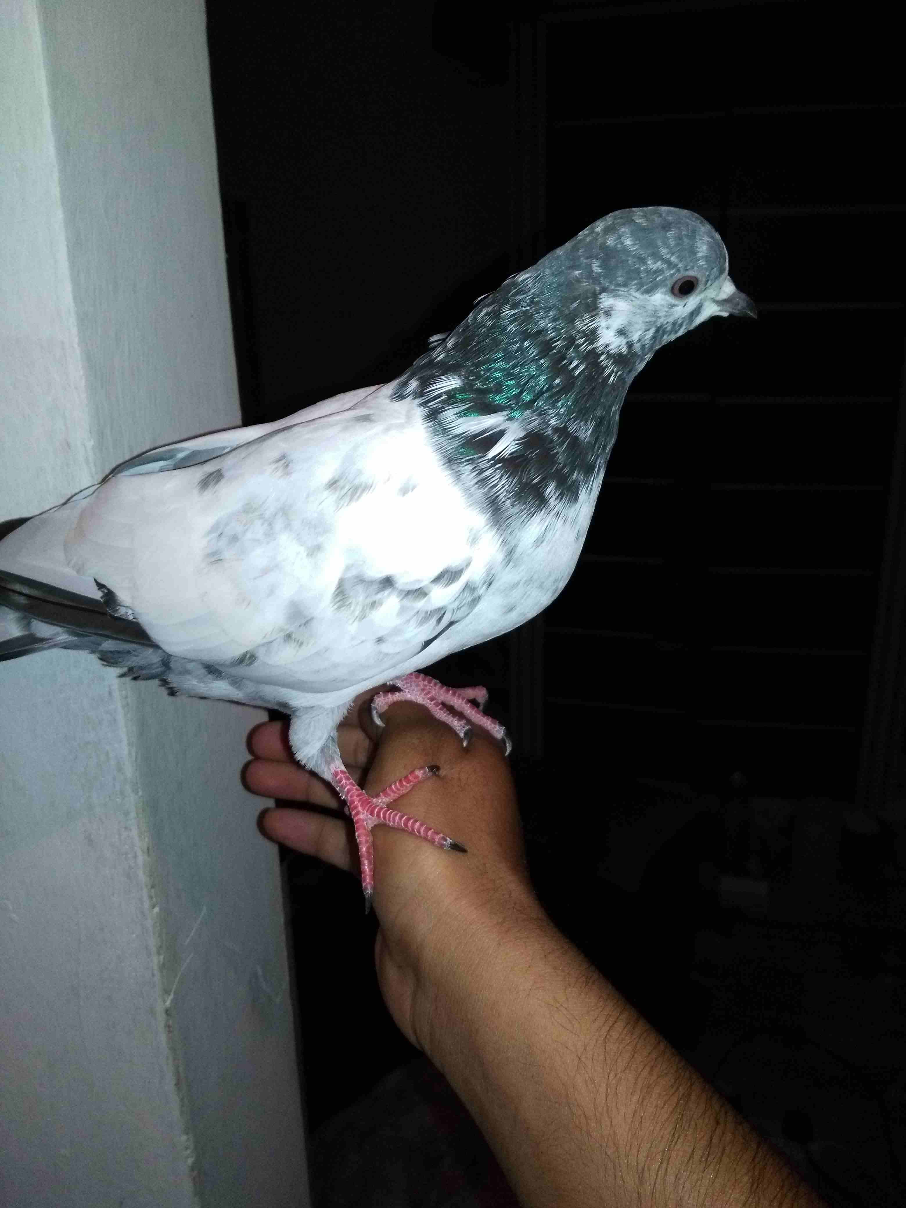 i want sale my pigeon
لا تنسَ أنك شاهدت هذا الإعلان في عنكبوت
If any one want buy hand time pigeo...