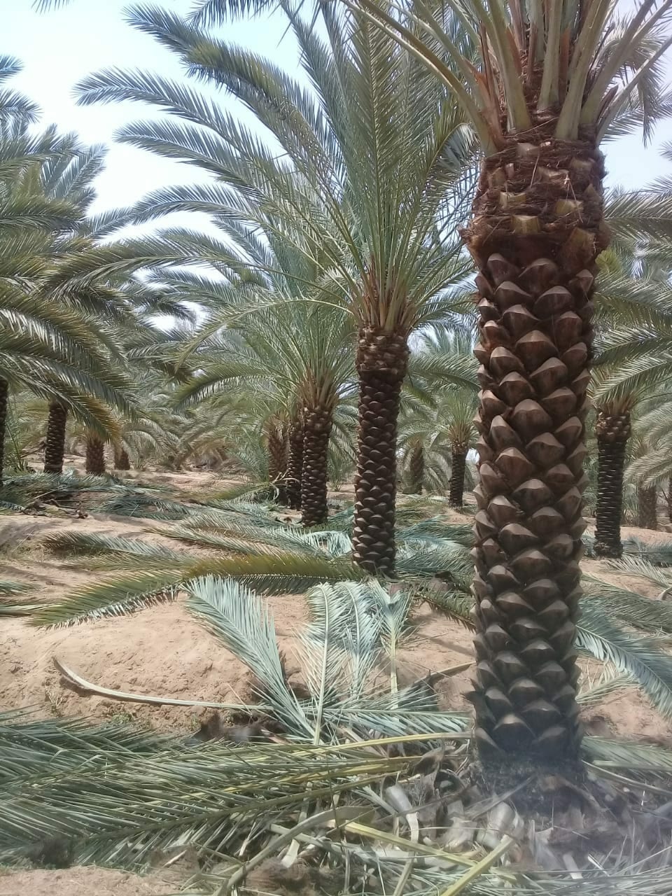تكريب نخيل
لا تنسَ أنك شاهدت هذا الإعلان في عنكبوت
تكريب نخيل...