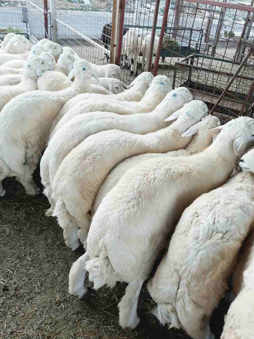 طليان حريه ذبايح جبره ووسط(ثلاجه ضيوف)
لا تنسَ أنك شاهدت هذا الإعلان في عنكبوت
بسم الله الرحمن ال...