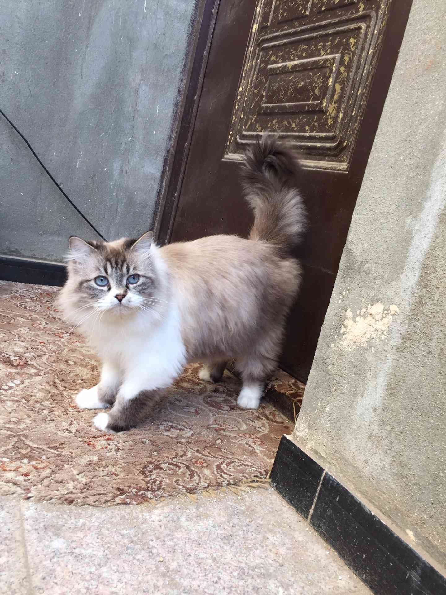 قطه للبيع
لا تنسَ أنك شاهدت هذا الإعلان في عنكبوت
النوع / هملايا
العمر / سنه
الجنس / انثى...