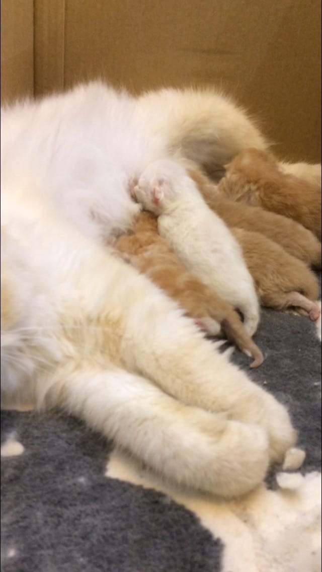 كيتنز هيمالايا بيرشن - Kittens Himalaya Perchin
لا تنسَ أنك شاهدت هذا الإعلان في عنكبوت
انتاج...