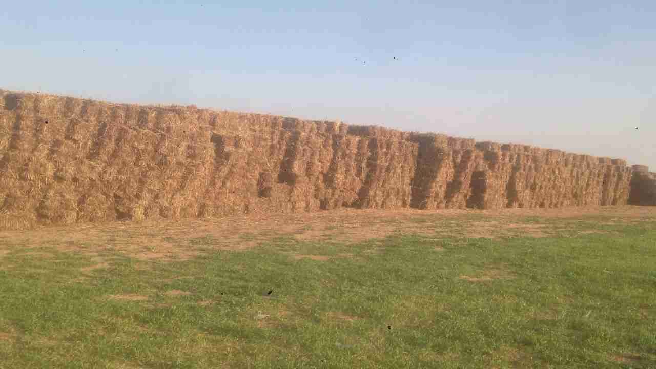 اعلاف ذرة جيزاني
لا تنسَ أنك شاهدت هذا الإعلان في عنكبوت
اعلاف ذرة جيزانية اطيب نوع اكثر من م...