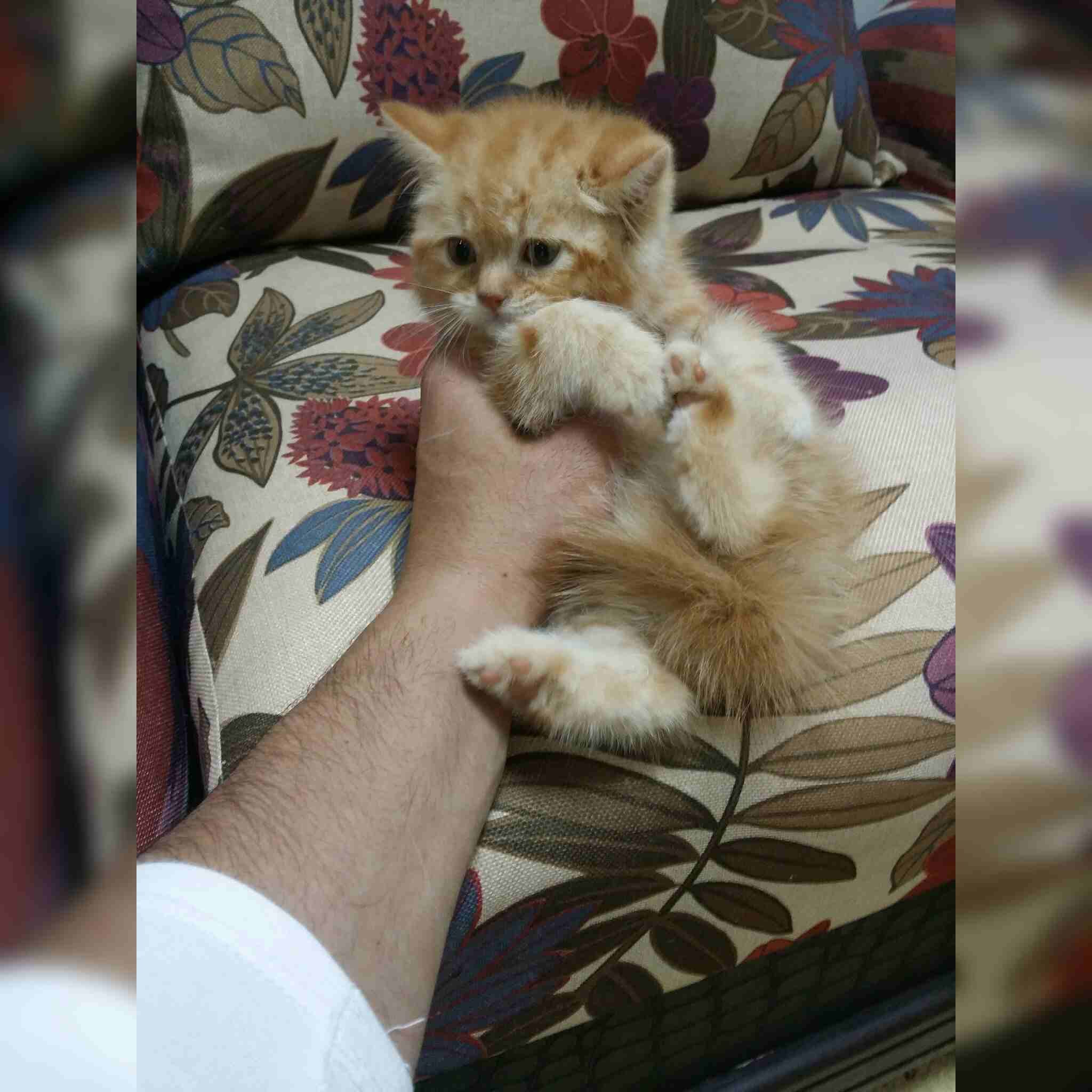 كيتت مشمشي
لا تنسَ أنك شاهدت هذا الإعلان في عنكبوت
كيتن شيرازي امريكي
العمر 50 يوم
ذكر لعوب جدا...