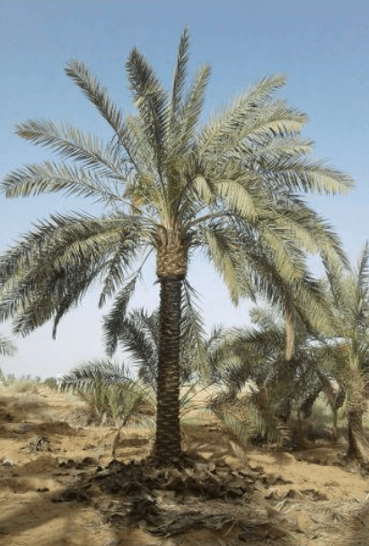 تكريب نخيل
لا تنسَ أنك شاهدت هذا الإعلان في عنكبوت
تكريب نخيل...