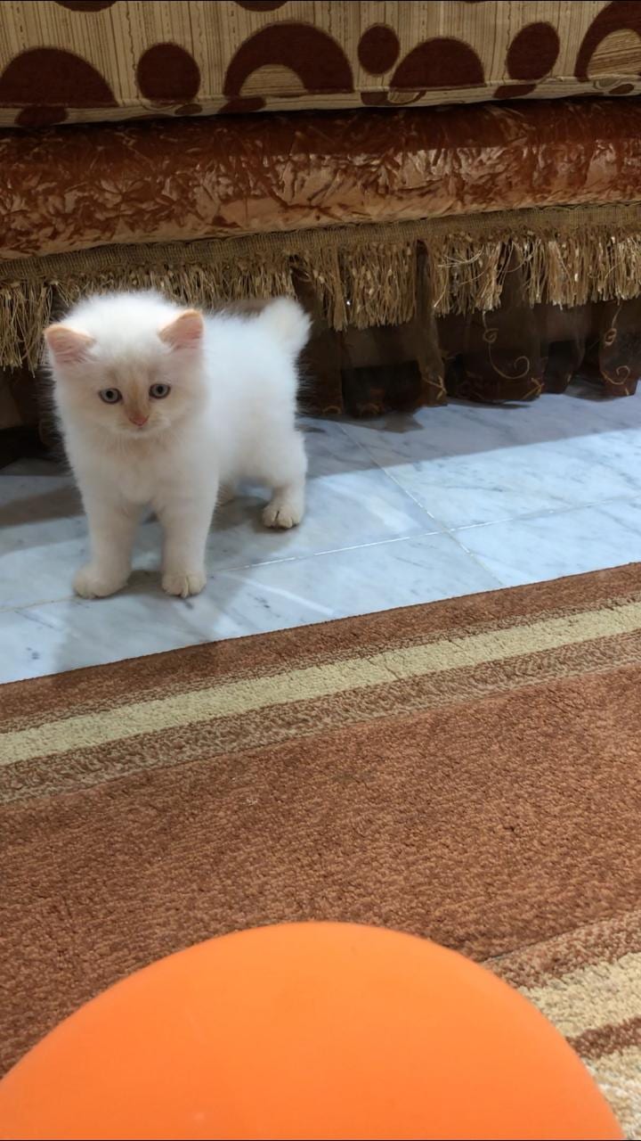 Himalayan kitten available for sale
لا تنسَ أنك شاهدت هذا الإعلان في عنكبوت
A beautiful kitte...