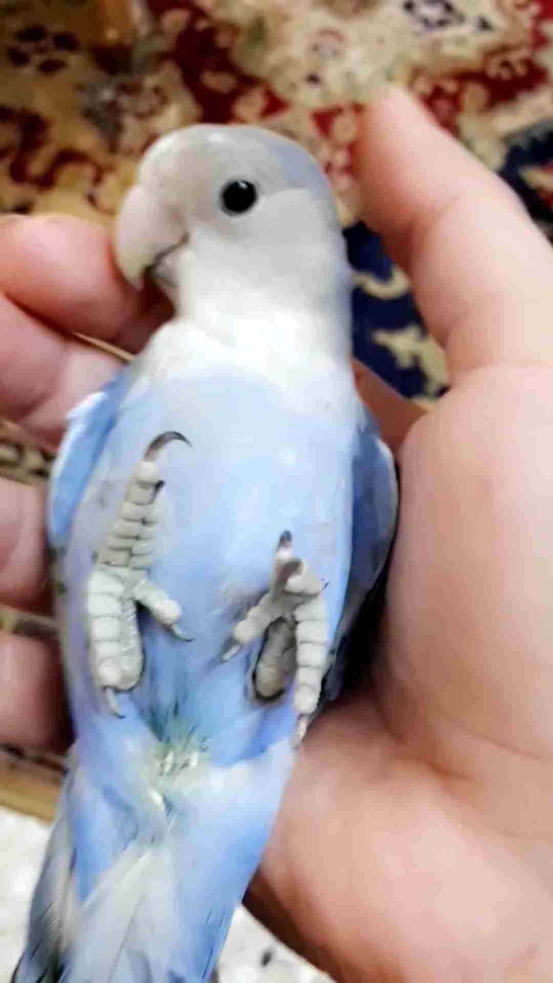 ببغاء روز لونه مميز جدا وليف جدامايعض ابداللبيع
لا تنسَ أنك شاهدت هذا الإعلان في عنكبوت
أقدم...