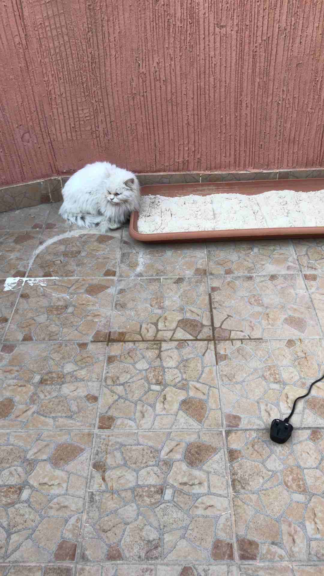 الملز شارع جرير
لا تنسَ أنك شاهدت هذا الإعلان في عنكبوت
عندي قطه شيرازي...لطيفه جدا ولعوبه ومتعود...