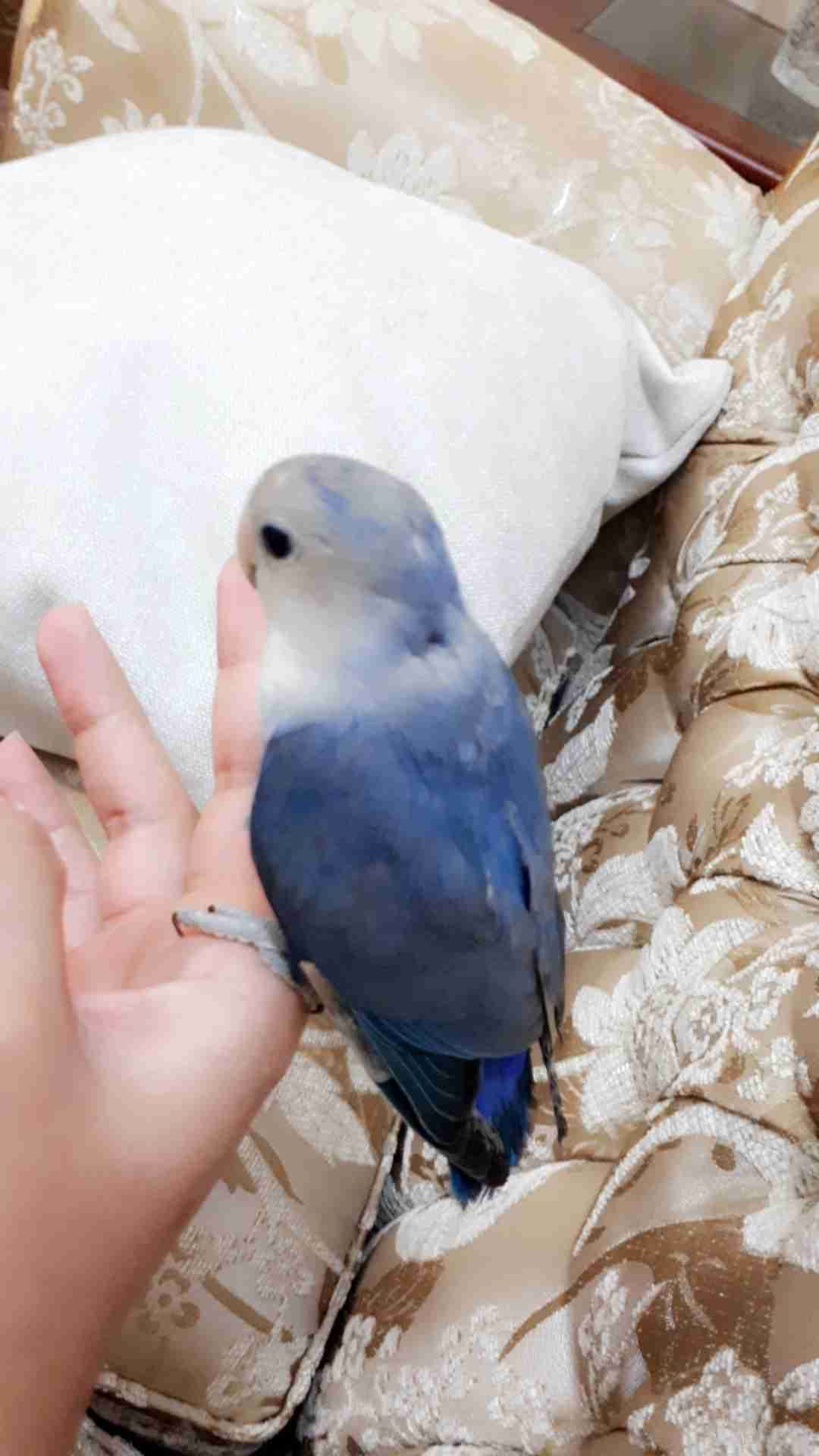 ببغاء روز لونه مميز جدا وليف جدامايعض ابداللبيع
لا تنسَ أنك شاهدت هذا الإعلان في عنكبوت
أقدم...