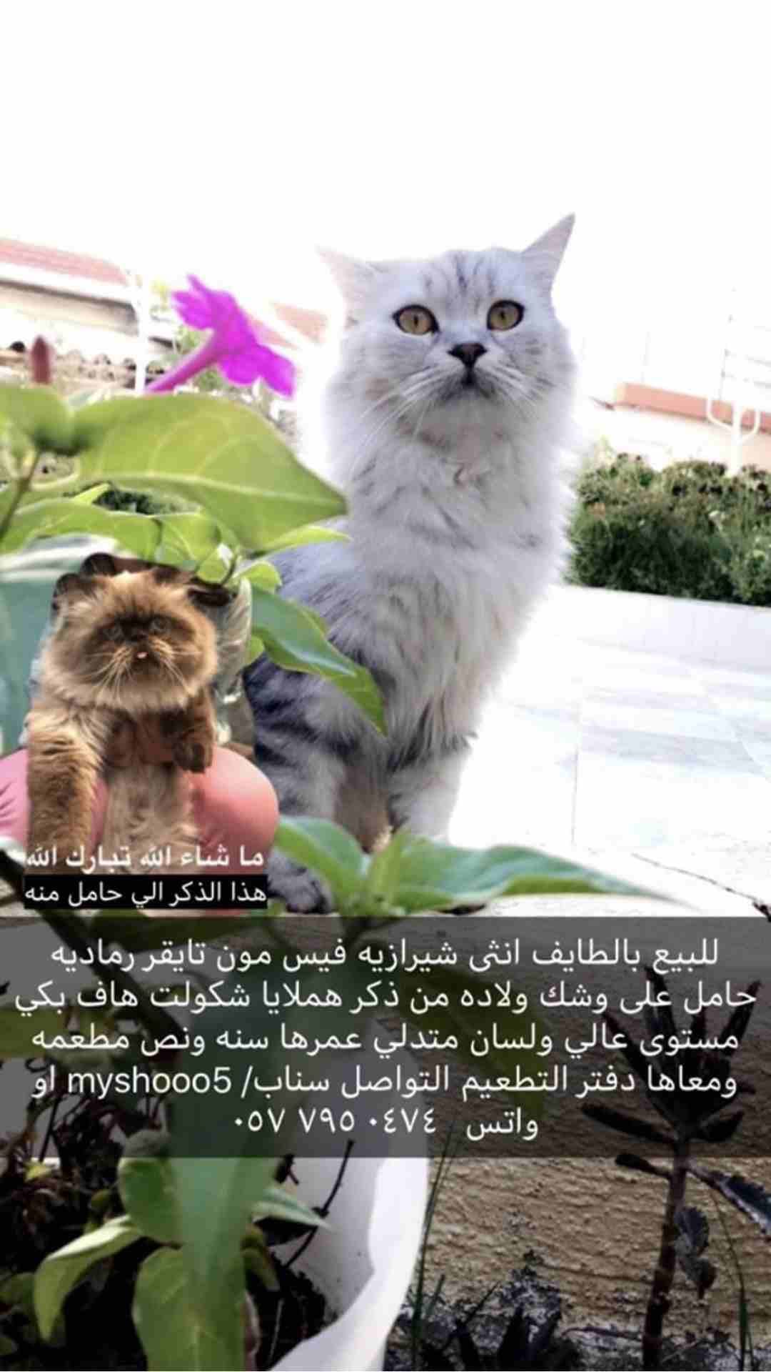 قطط مستويات عاليه وجميله و وحده حامل للبيع
لا تنسَ أنك شاهدت هذا الإعلان في عنكبوت
التفاصيل بالصو...