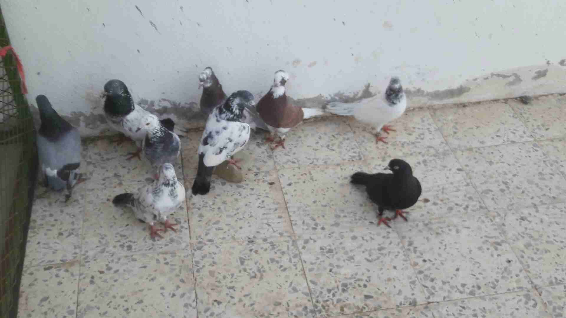 حمام نضيف
لا تنسَ أنك شاهدت هذا الإعلان في عنكبوت
حمام
رقم المعل...