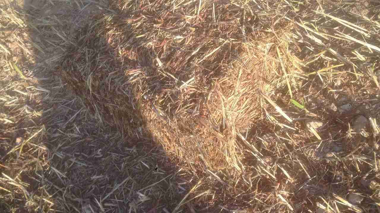 اعلاف ذرة جيزاني للبيع
لا تنسَ أنك شاهدت هذا الإعلان في عنكبوت
اعلاف ذرة جيزانية اطيب نوع اكث...