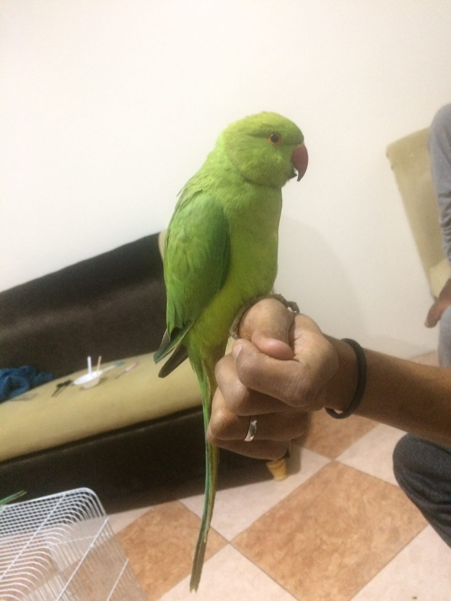 بغبغاء دره هندي
لا تنسَ أنك شاهدت هذا الإعلان في عنكبوت
للبيع بغبغاء دره هندي
اليفه
العمر من...