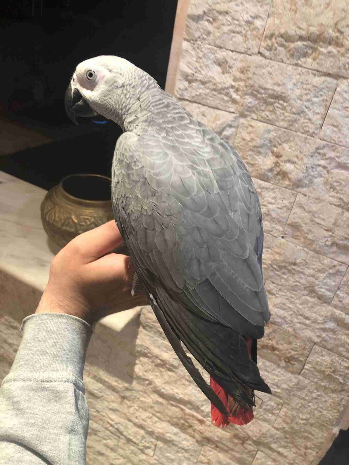 ببغاء كاسكو اليف جدا ومتكلم (هدد)
لا تنسَ أنك شاهدت هذا الإعلان في عنكبوت
ببغاء كاسكو للبيع...