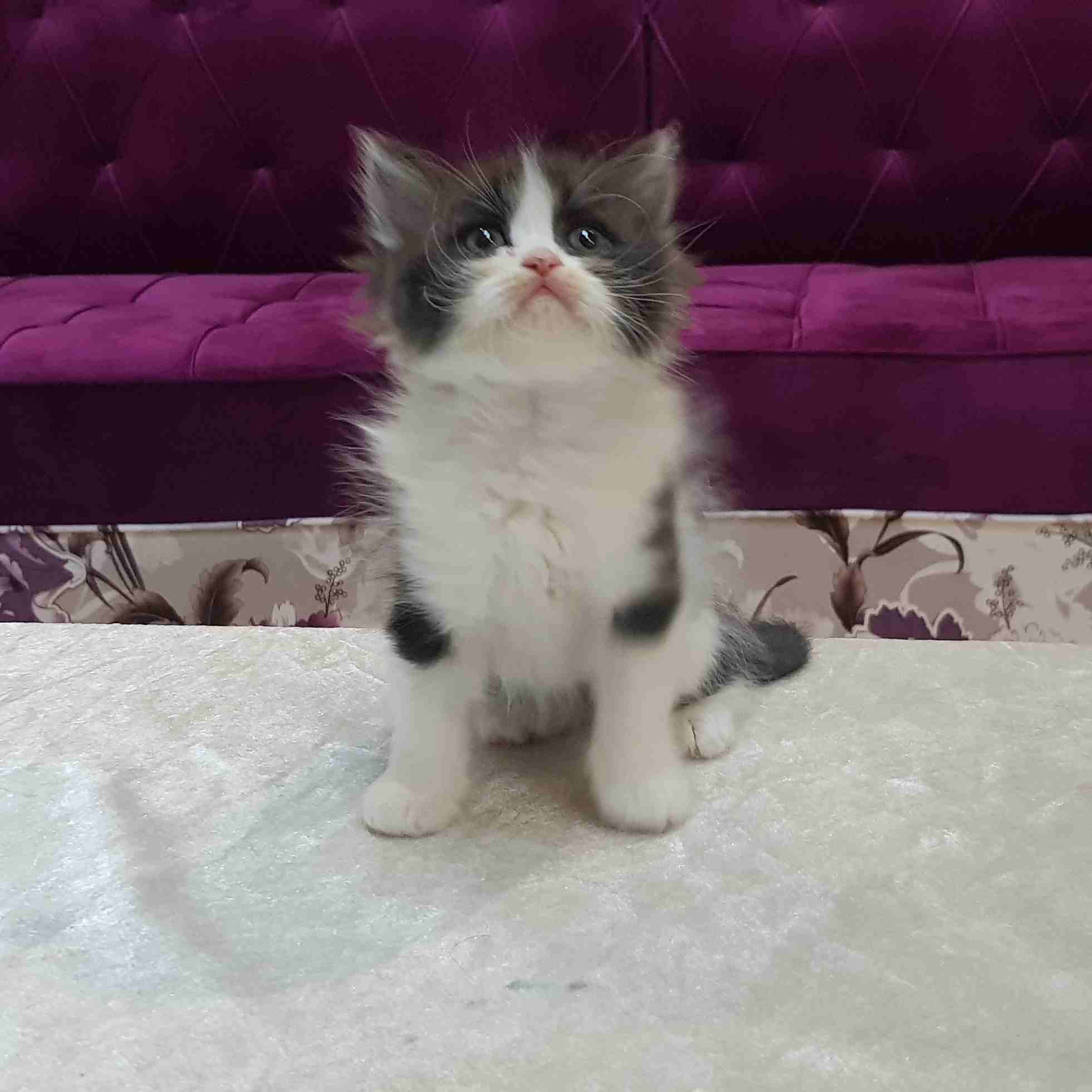 كيتن هيمالايا باندا
لا تنسَ أنك شاهدت هذا الإعلان في عنكبوت
كيتن هيمالايا هاف باندا (قزم الحجم ال...