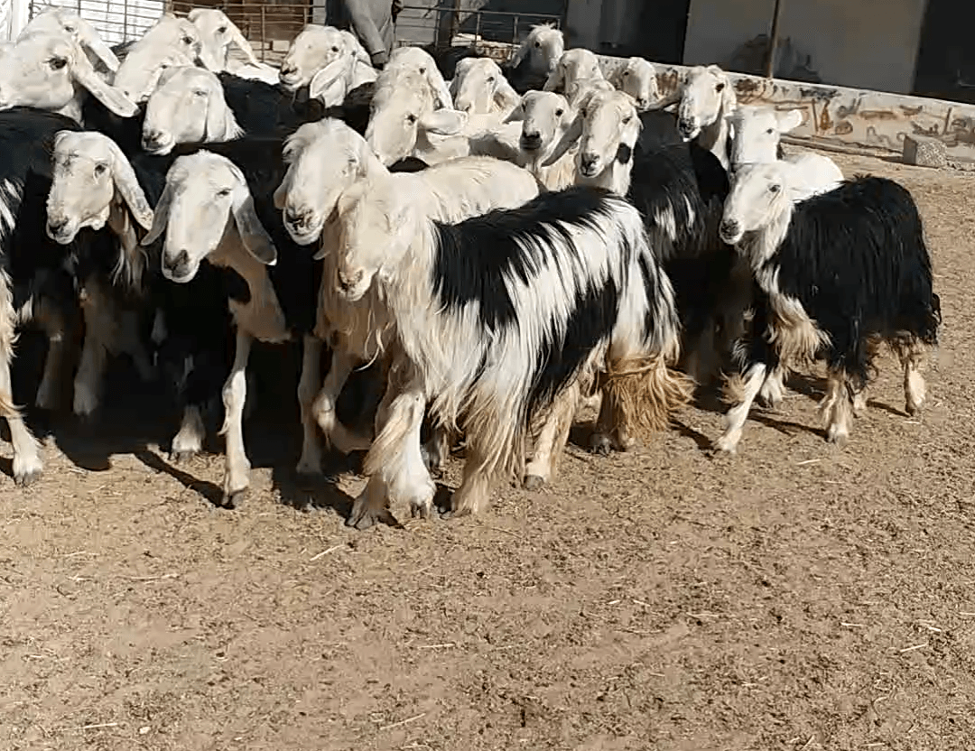 غنم نجد مواليد صنف
لا تنسَ أنك شاهدت هذا الإعلان في عنكبوت
غنم نجد مطافيل العدد 35راس تحتها 35
ا...