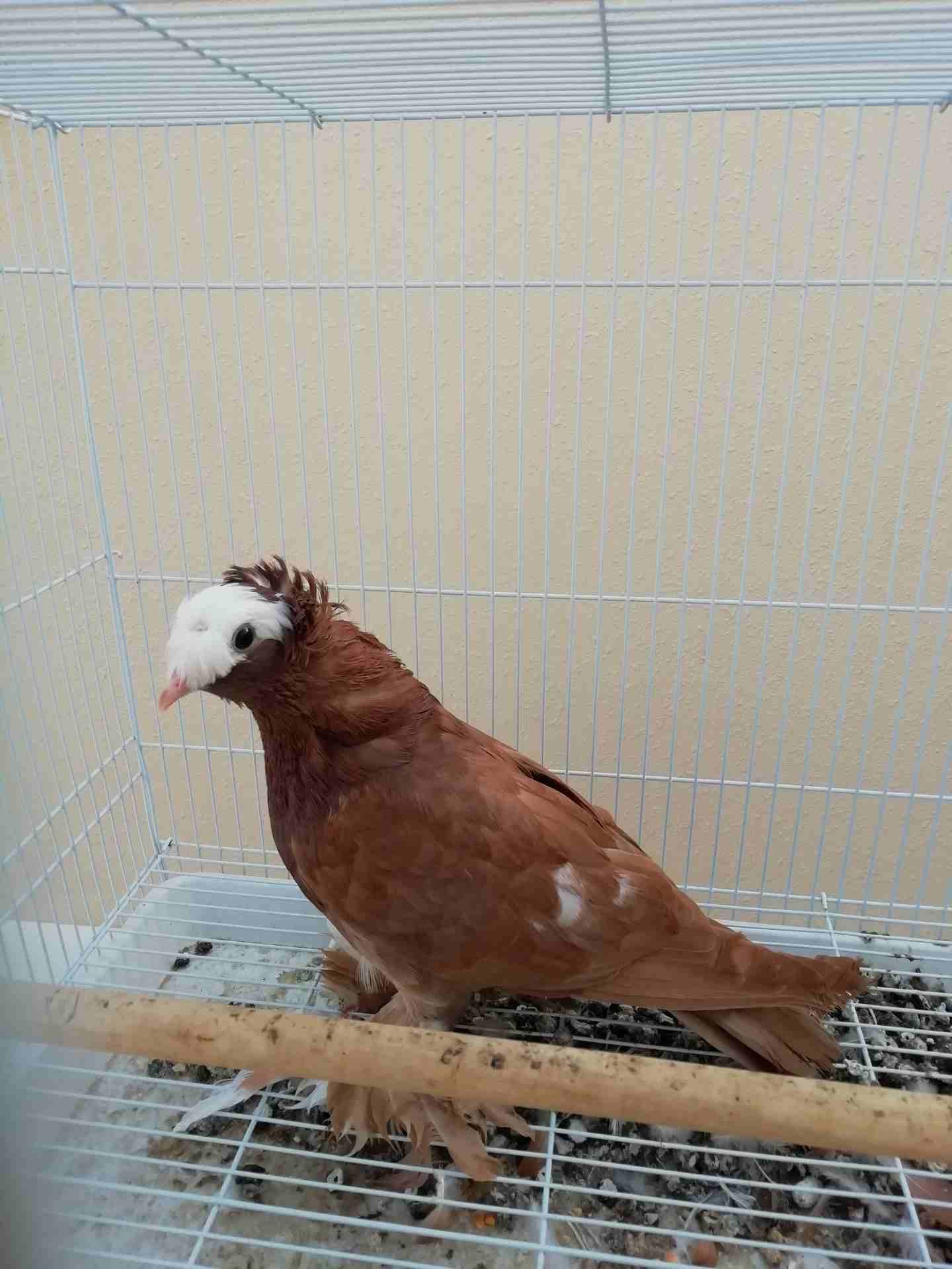 حمام ذكر للبيع مع القفص البيع سمح
لا تنسَ أنك شاهدت هذا الإعلان في عنكبوت
حمام للبيع ذكر مع الق...