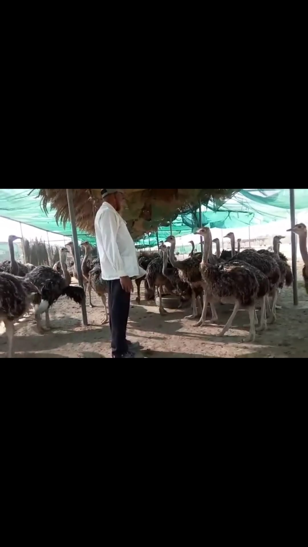 نعام إفريقي
لا تنسَ أنك شاهدت هذا الإعلان في عنكبوت
سلام عليكم ورحمة اللة وبركاته
&nbs...