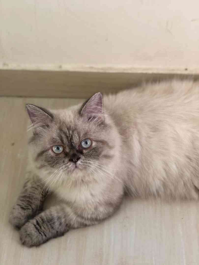 pigi face pure breed
لا تنسَ أنك شاهدت هذا الإعلان في عنكبوت
Pure breed punched face cat Pers...