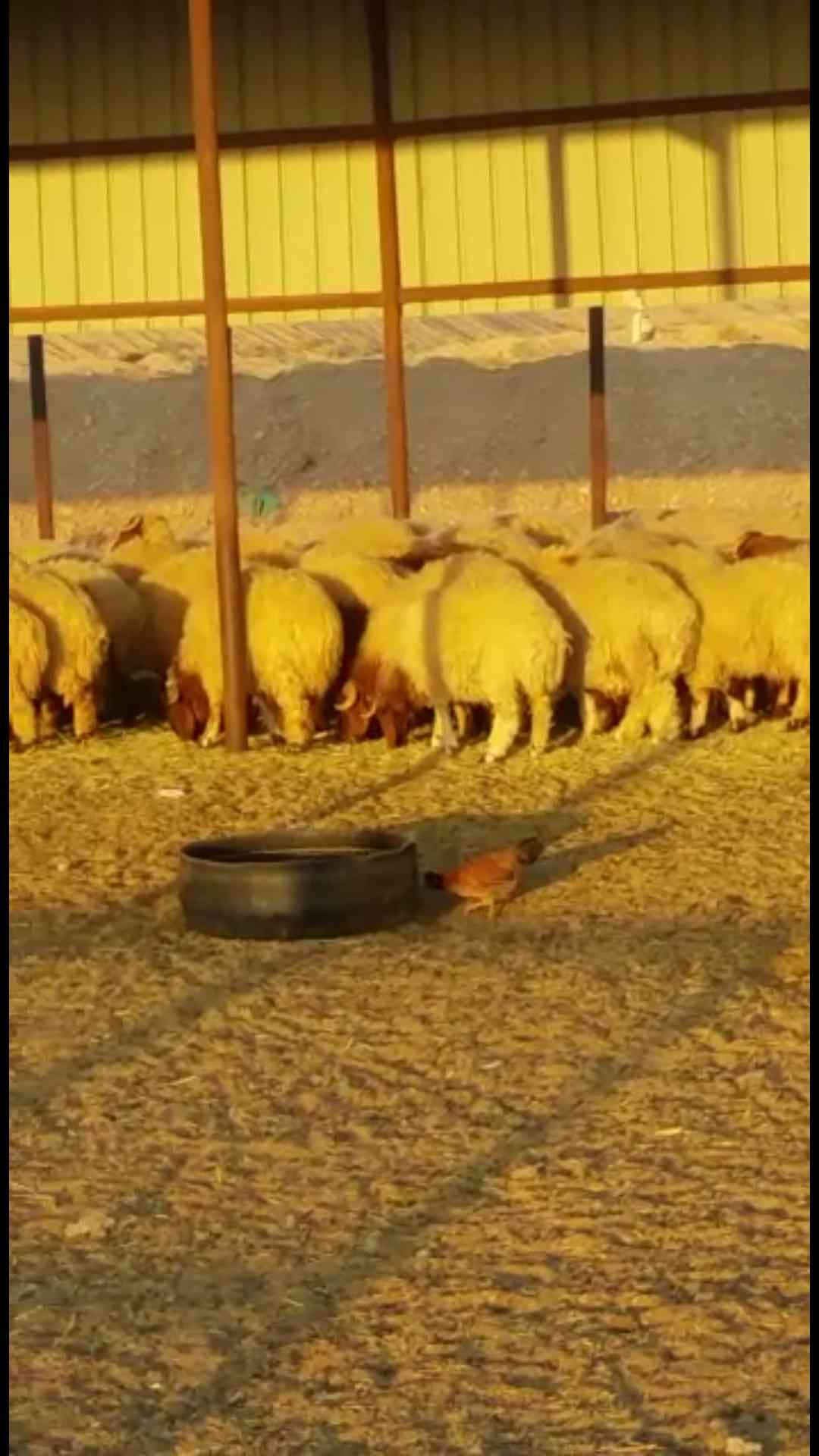 طليان نعيم للبيع
لا تنسَ أنك شاهدت هذا الإعلان في عنكبوت
طليان توها جذعان من إنتاج المزرعه ال...