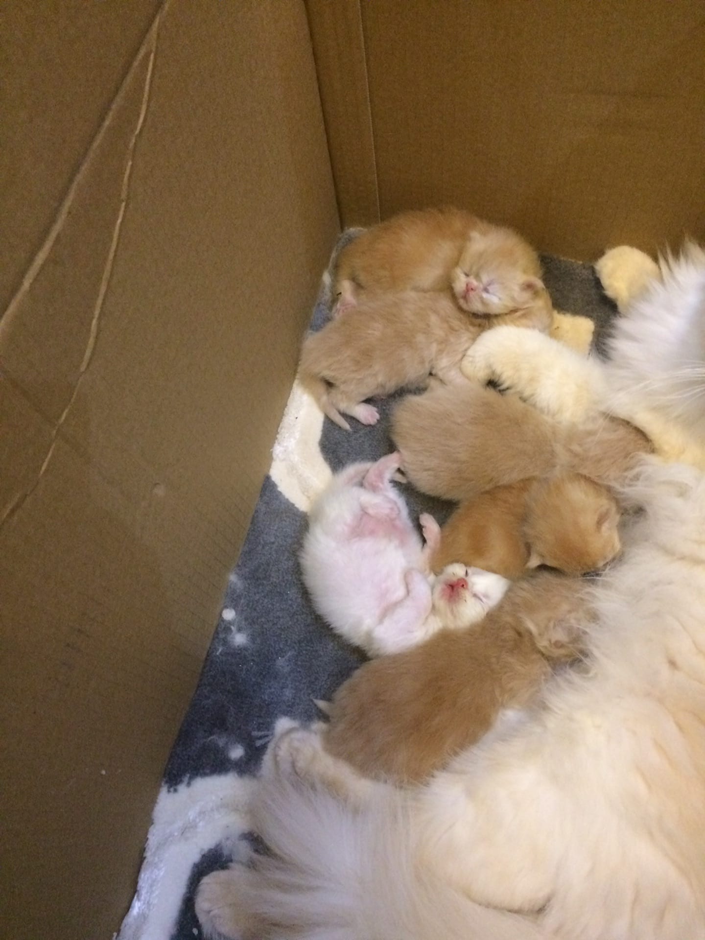 كيتنز هيمالايا بيرشن - Kittens Himalaya Perchin
لا تنسَ أنك شاهدت هذا الإعلان في عنكبوت
انتاج...