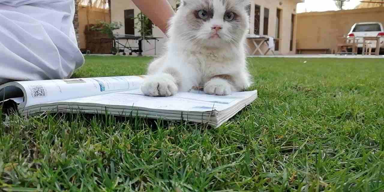 قطه انثى اليفه جداا الموقع الأحساء
لا تنسَ أنك شاهدت هذا الإعلان في عنكبوت
قطه اليفه جدااا لون عي...