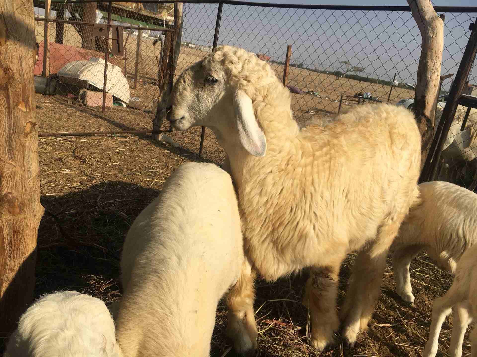 خروف للبيع فحل جدع
لا تنسَ أنك شاهدت هذا الإعلان في عنكبوت
خروف فحل السن جذع مزيون...