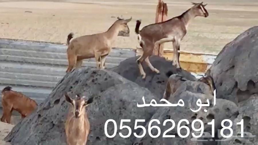للبيع..... ماعز يمنيه
لا تنسَ أنك شاهدت هذا الإعلان في عنكبوت
ماعز يمني
العدد 15 تيس
5 سديس...