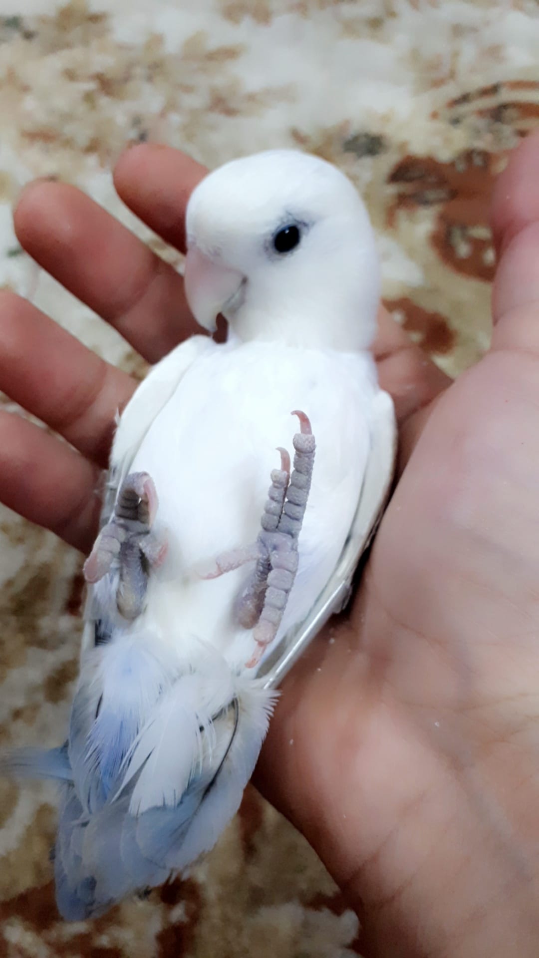 ببغاء روز وليف جداجدا مايعض ابدابدا للبيع
لا تنسَ أنك شاهدت هذا الإعلان في عنكبوت
أقدم لكم بب...