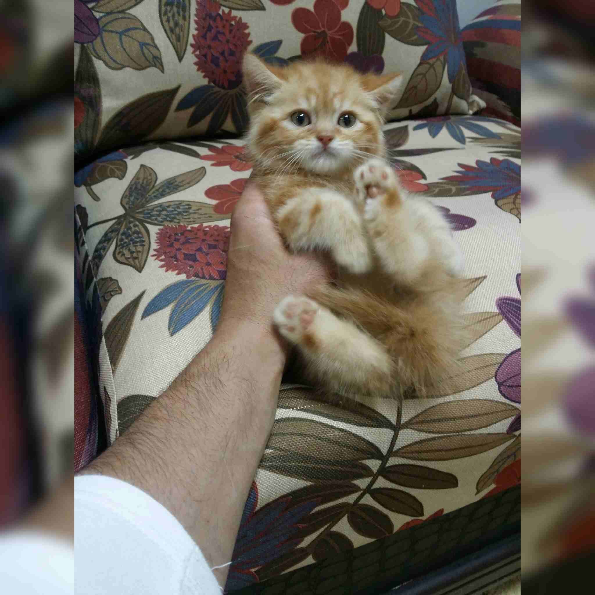 كيتت مشمشي
لا تنسَ أنك شاهدت هذا الإعلان في عنكبوت
كيتن شيرازي امريكي
العمر 50 يوم
ذكر لعوب جدا...