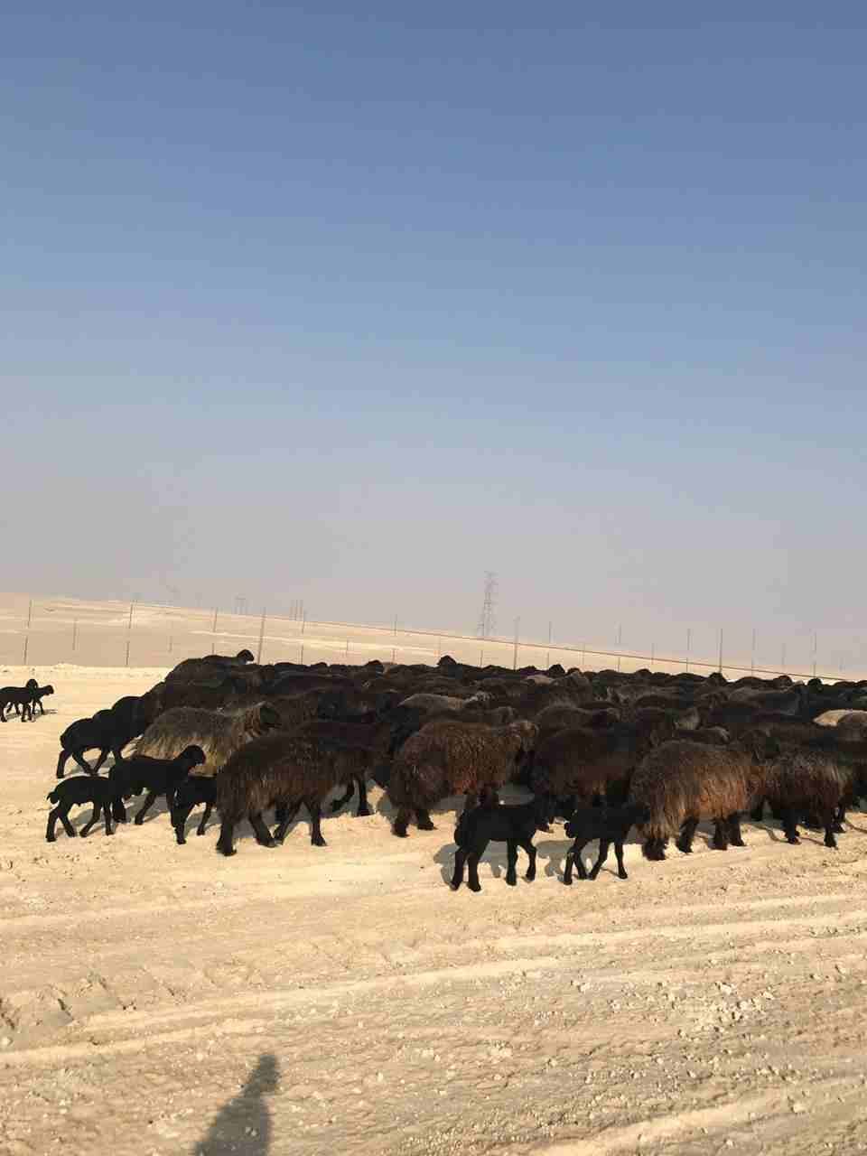 غنم للبيع عرب
لا تنسَ أنك شاهدت هذا الإعلان في عنكبوت
غنم عرب 408 رووس مراحها واحد وهي كالتالي :ع...