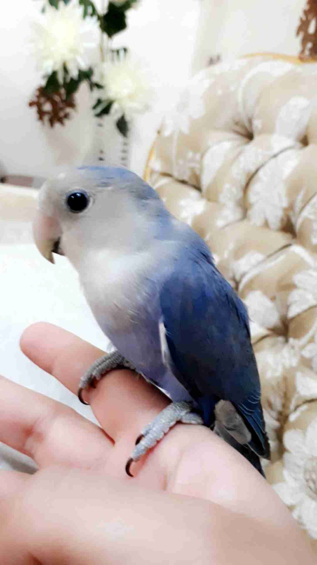 ببغاء روز لونه مميز جدا وليف جدامايعض ابداللبيع
لا تنسَ أنك شاهدت هذا الإعلان في عنكبوت
أقدم...